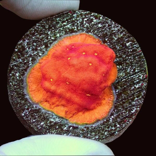 Sun God Leptoseris Frag - Charterhouse Aquatics