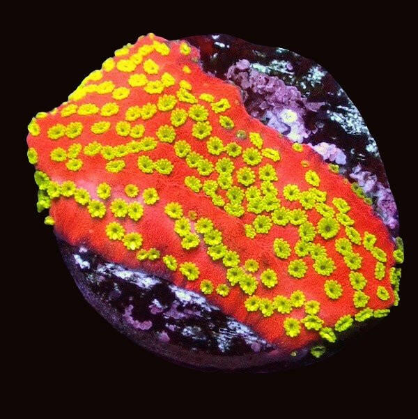 Sunset Montipora Frag - Charterhouse Aquatics
