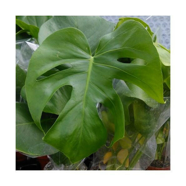 Swiss Cheese Plant (Monstera delicoisa) - Large - Charterhouse Aquatics