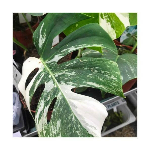 Swiss Cheese Plant 'Variegated' (Monstera delicoisa 'Variegated') - X-Large - Charterhouse Aquatics