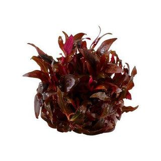 Tropica Alternanthera reineckii 'mini' 1-2-Grow - Charterhouse Aquatics