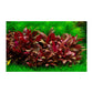 Tropica Alternanthera reineckii 'mini' 1-2-Grow - Charterhouse Aquatics