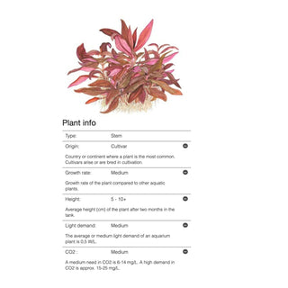 Tropica Alternanthera reineckii 'mini' 1-2-Grow - Charterhouse Aquatics