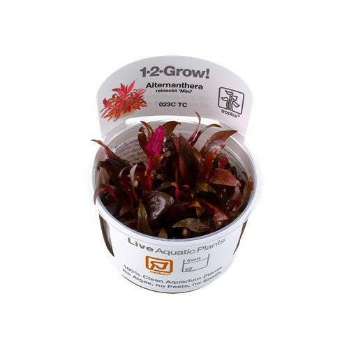 Tropica Alternanthera reineckii 'mini' 1-2-Grow - Charterhouse Aquatics