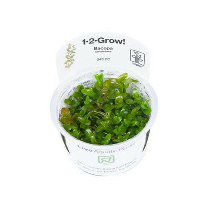 Tropica Bacopa caroliniana 1-2-Grow - Charterhouse Aquatics