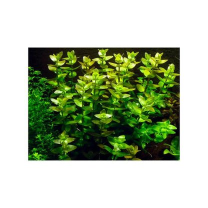 Tropica Bacopa caroliniana 1-2-Grow - Charterhouse Aquatics