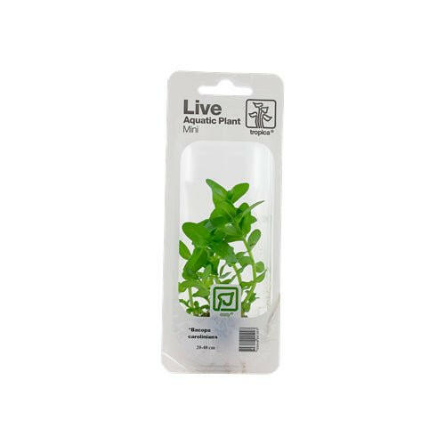 Tropica Bacopa Caroliniana Mini Pot - Charterhouse Aquatics