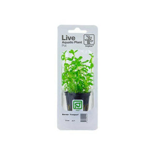 Tropica Bacopa Compact - Charterhouse Aquatics