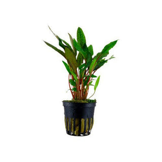 Tropica Cryptocoryne beckettii 'Petchii' - Charterhouse Aquatics