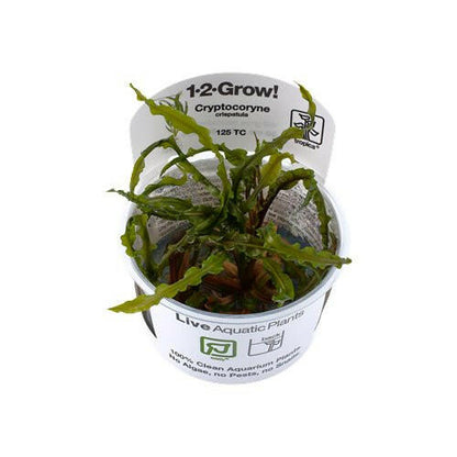 Tropica Cryptocoryne crispatula 1-2-Grow - Charterhouse Aquatics