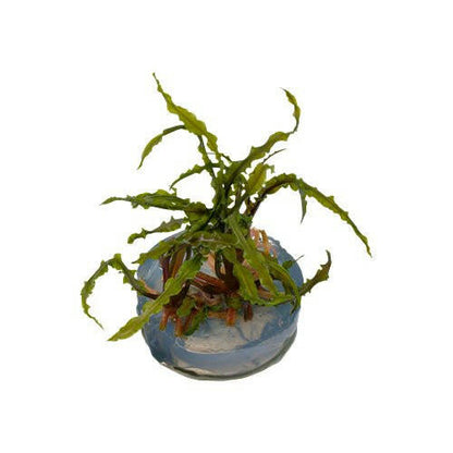 Tropica Cryptocoryne crispatula 1-2-Grow - Charterhouse Aquatics
