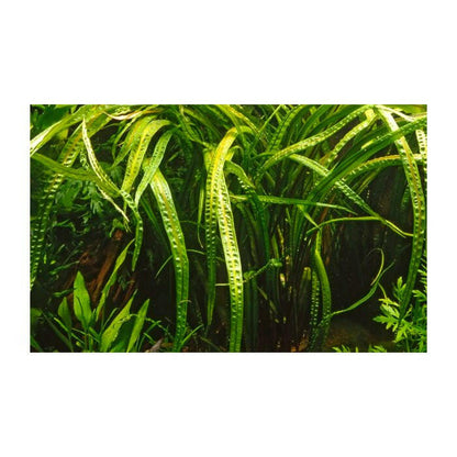 Tropica Cryptocoryne crispatula 1-2-Grow - Charterhouse Aquatics