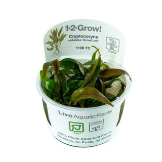 Tropica Cryptocoryne undulata 'Broad Leaf' 1-2-Grow - Charterhouse Aquatics