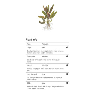 Tropica Cryptocoryne undulata 'Broad Leaf' 1-2-Grow - Charterhouse Aquatics