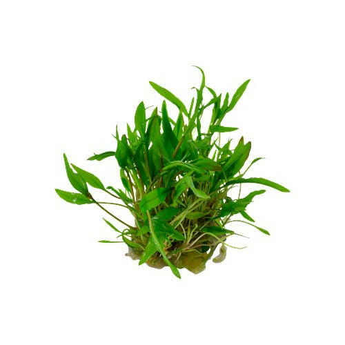 Tropica Cryptocoryne wendtii 'Green' 1-2-Grow - Charterhouse Aquatics