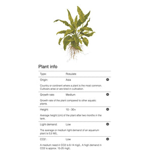 Tropica Cryptocoryne wendtii 'Green' 1-2-Grow - Charterhouse Aquatics