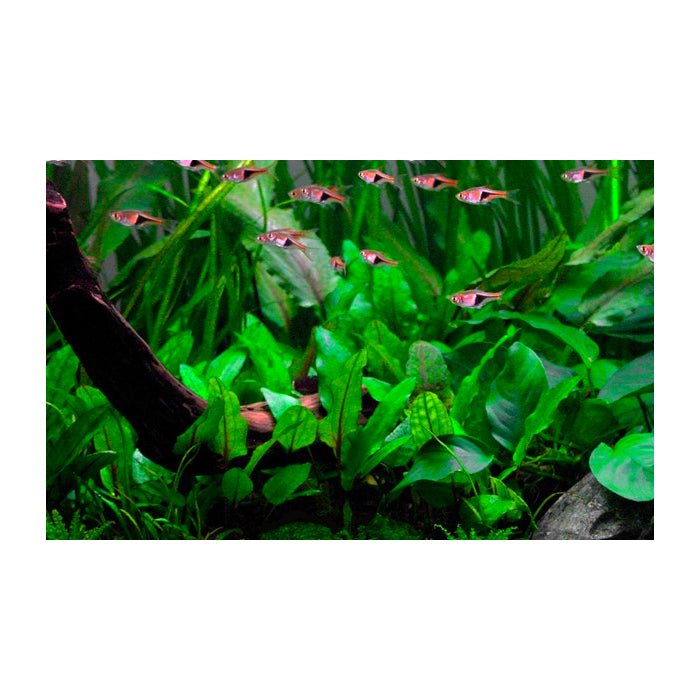 Tropica Cryptocoryne wendtii 'Green' 1-2-Grow - Charterhouse Aquatics