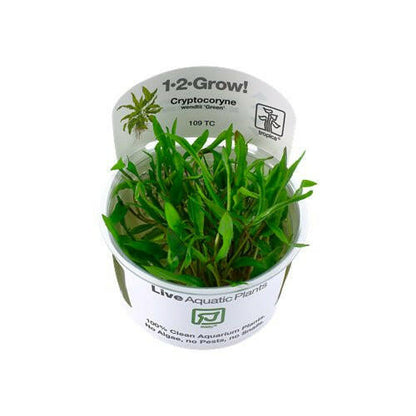 Tropica Cryptocoryne wendtii 'Green' 1-2-Grow - Charterhouse Aquatics