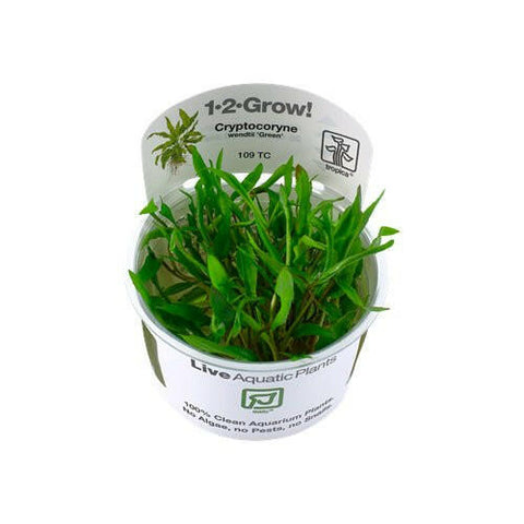 Tropica Cryptocoryne wendtii 'Green' 1-2-Grow - Charterhouse Aquatics