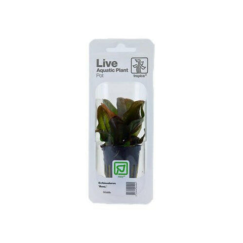 Tropica Echinodorus Reni - Charterhouse Aquatics