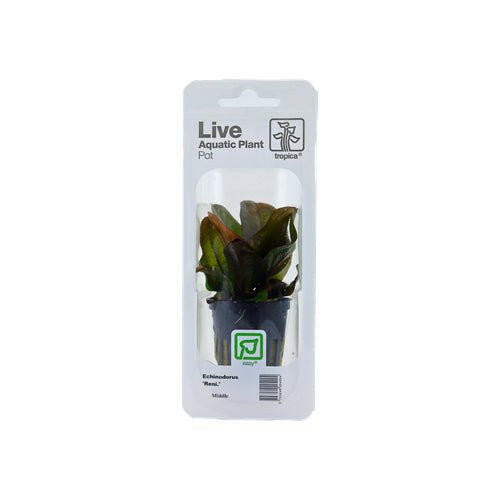 Tropica Echinodorus Reni - Charterhouse Aquatics