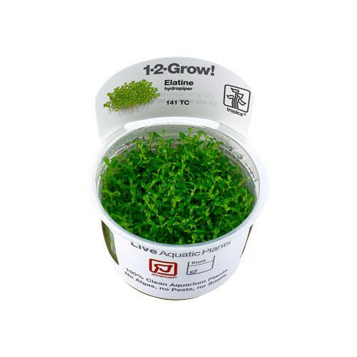 Tropica Elatine hydropiper 1-2-Grow - Charterhouse Aquatics