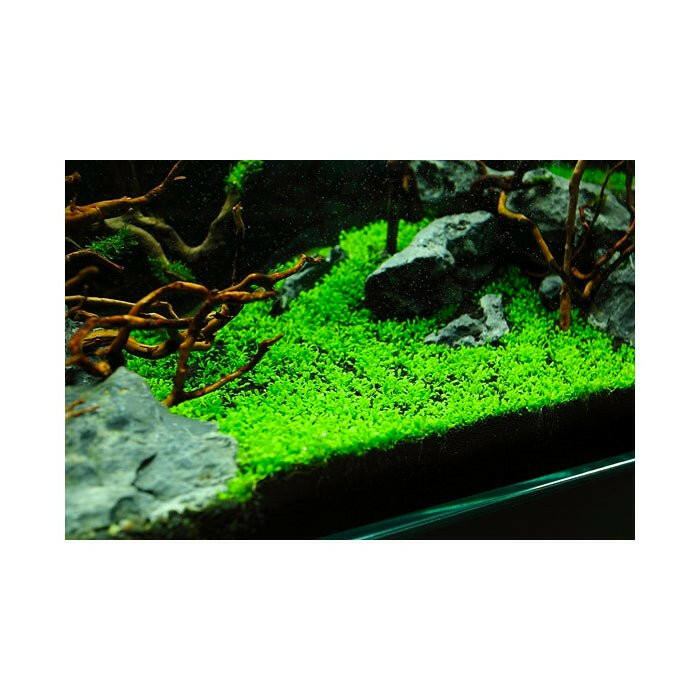 Tropica Elatine hydropiper 1-2-Grow - Charterhouse Aquatics