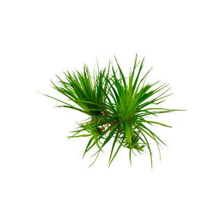 Tropica Eriocaulon cinereum 1-2-Grow - Charterhouse Aquatics