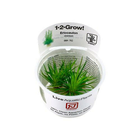 Tropica Eriocaulon cinereum 1-2-Grow - Charterhouse Aquatics