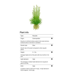 Tropica Eriocaulon cinereum 1-2-Grow - Charterhouse Aquatics