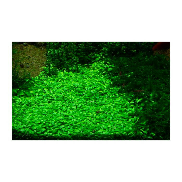 Tropica Glossostigma elatinoides 1-2-Grow - Charterhouse Aquatics