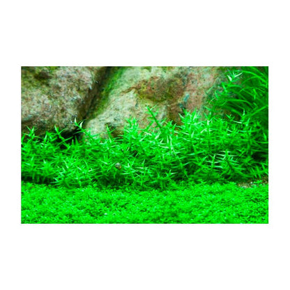 Tropica Gratiola viscidula 1-2-Grow - Charterhouse Aquatics