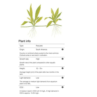 Tropica Helanthium ‘Quadricostatus’ 1-2-Grow - Charterhouse Aquatics