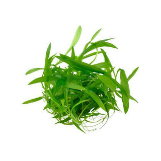 Tropica Helanthium ‘Quadricostatus’ 1-2-Grow - Charterhouse Aquatics