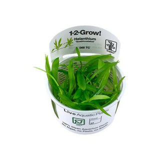 Tropica Helanthium ‘Quadricostatus’ 1-2-Grow - Charterhouse Aquatics