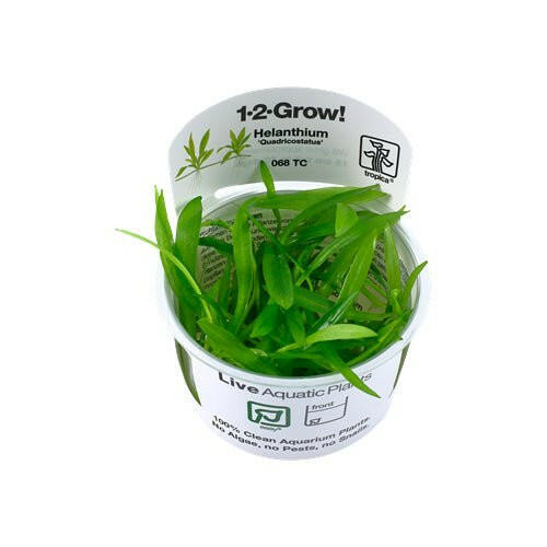 Tropica Helanthium ‘Quadricostatus’ 1-2-Grow - Charterhouse Aquatics