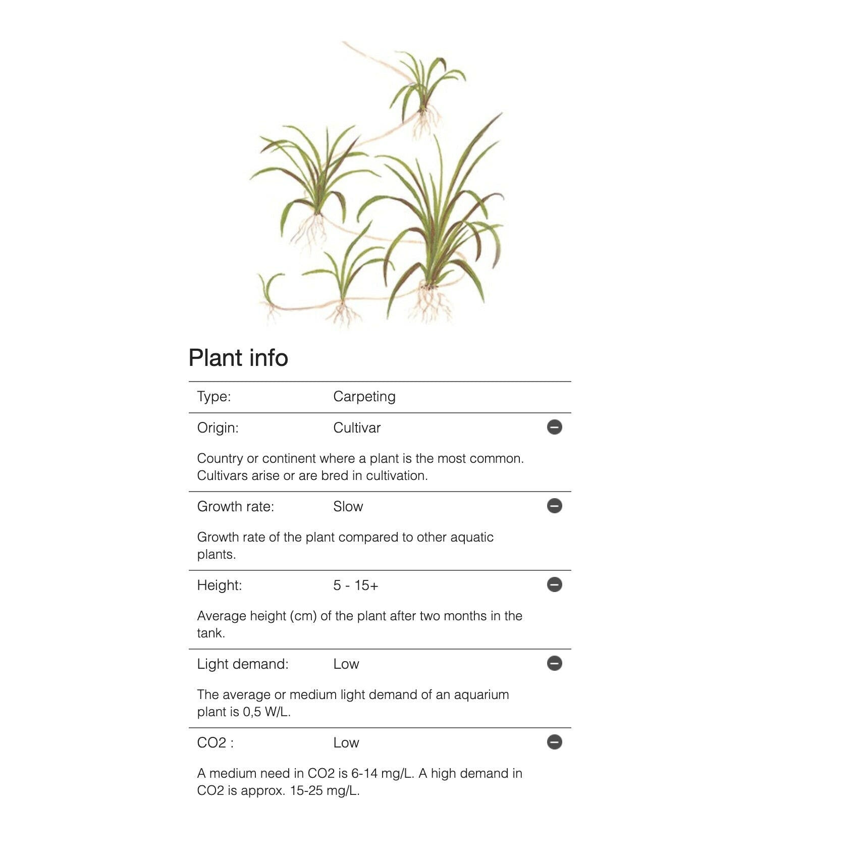 Tropica Helanthium tenellum 'Green' 1-2-Grow - Charterhouse Aquatics