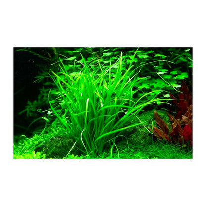 Tropica Helanthium tenellum 'Green' 1-2-Grow - Charterhouse Aquatics