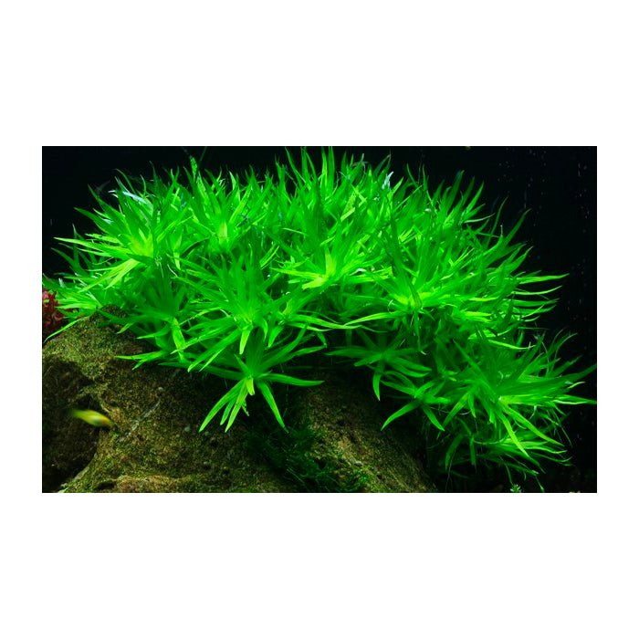 Tropica Heteranthera zosterifolia 1-2-Grow - Charterhouse Aquatics