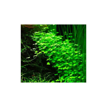 Tropica Hydrocotyle tripartita 1-2-Grow - Charterhouse Aquatics