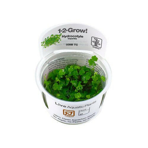 Tropica Hydrocotyle tripartita 1-2-Grow - Charterhouse Aquatics