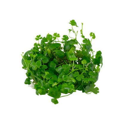 Tropica Hydrocotyle tripartita 1-2-Grow - Charterhouse Aquatics