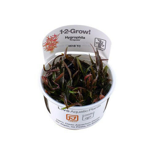 Tropica Hygrophila 'Araguaia' 1-2-Grow - Charterhouse Aquatics