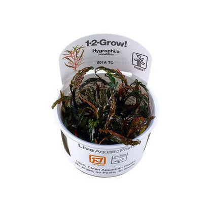 Tropica Hygrophila pinnatifida 1-2-Grow - Charterhouse Aquatics