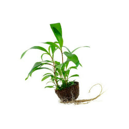 Tropica Hygrophila Siamensis 53B Mini Pot - Charterhouse Aquatics