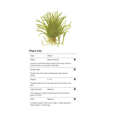 Tropica Lilaeopsis brasiliensis 1-2-Grow - Charterhouse Aquatics