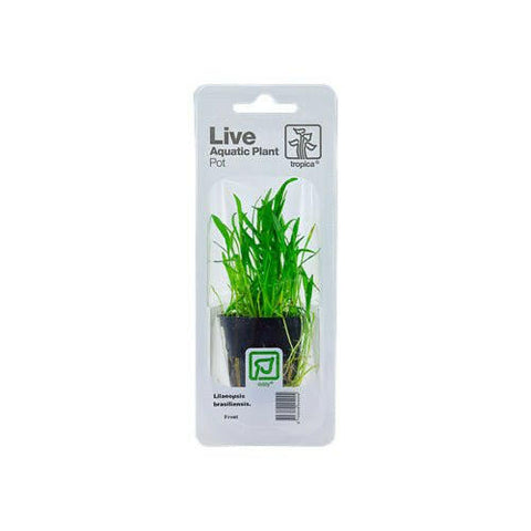 Tropica Lilaeopsis brasiliensis - Charterhouse Aquatics