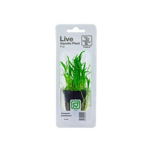 Tropica Lilaeopsis brasiliensis - Charterhouse Aquatics