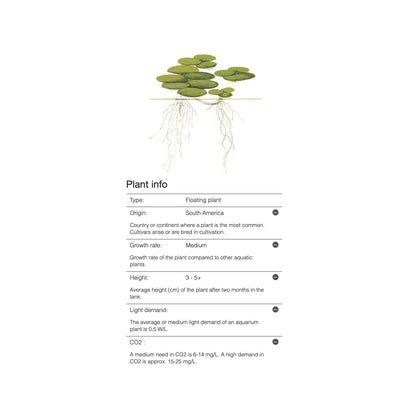 Tropica Limnobium laevigatum 1-2-Grow - Charterhouse Aquatics