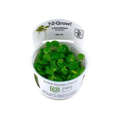 Tropica Limnobium laevigatum 1-2-Grow - Charterhouse Aquatics